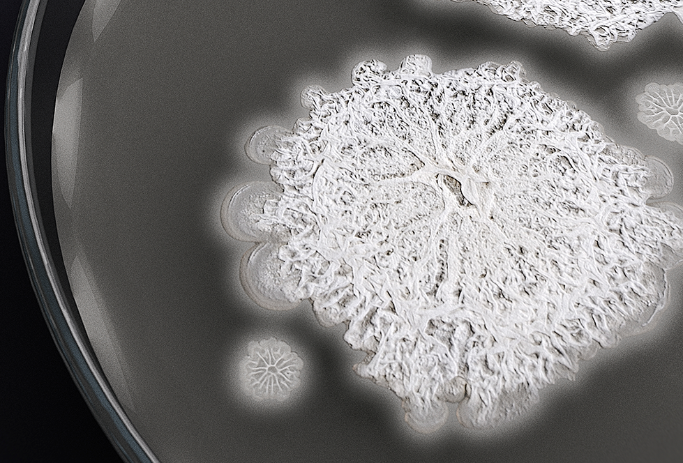 Veraneio: Tecnologia e proteção para as raízes contra o ataque de nematoides