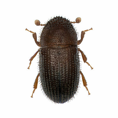 Coffee berry borer Hypothenemus hampei Adult beetle
