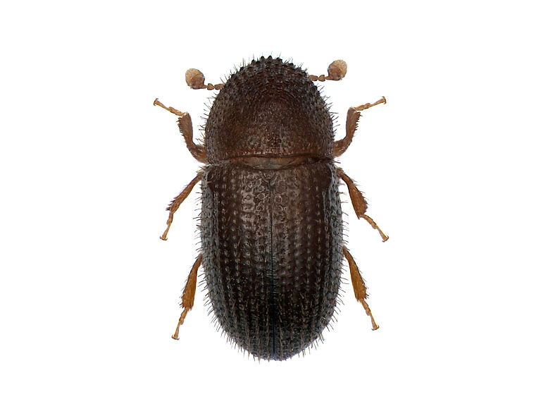 Coffee berry borer Hypothenemus hampei Adult beetle