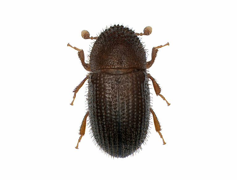 Coffee berry borer Hypothenemus hampei Adult beetle