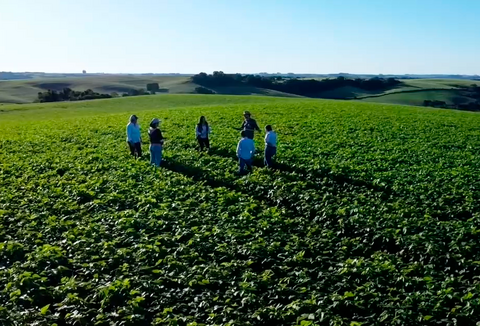 Manejo Biológico Koppert na cultura do feijão