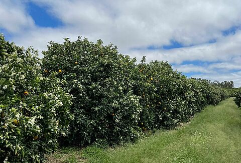 Defensivos biológicos garantem manejo autorizado pela lista ProteCitrus
