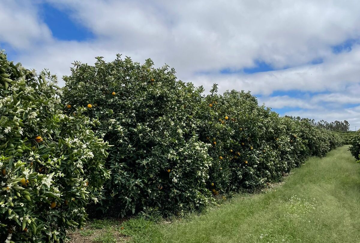 Defensivos biológicos garantem manejo autorizado pela lista ProteCitrus