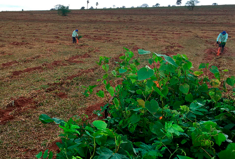 Koppert Brasil realiza compensação ambiental da XII Convenção Koppert de Alta Performance