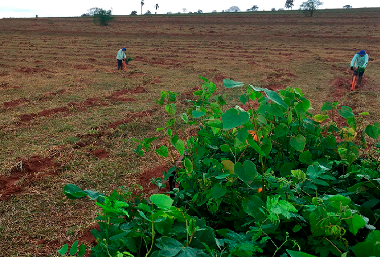 Koppert Brasil realiza compensação ambiental da XII Convenção Koppert de Alta Performance