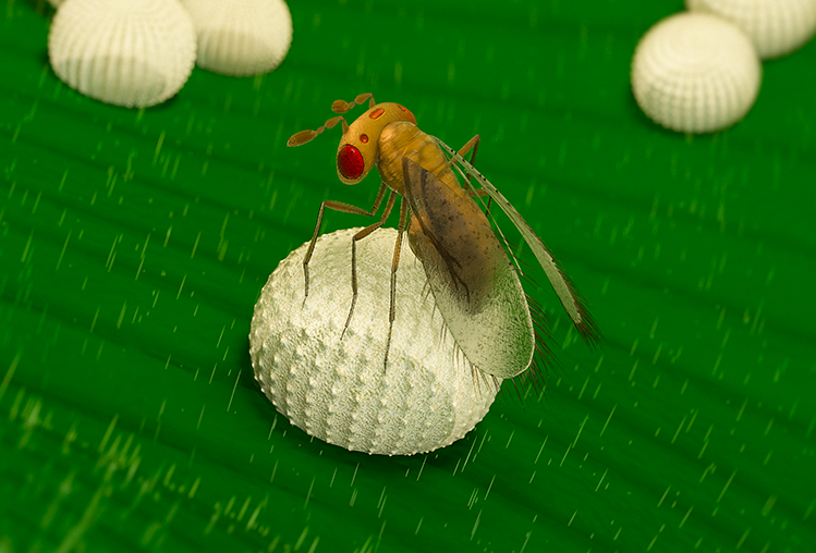 Pretiobug (Trichogramma pretiosum): Tecnologia e precisão no manejo de lepidópteros!