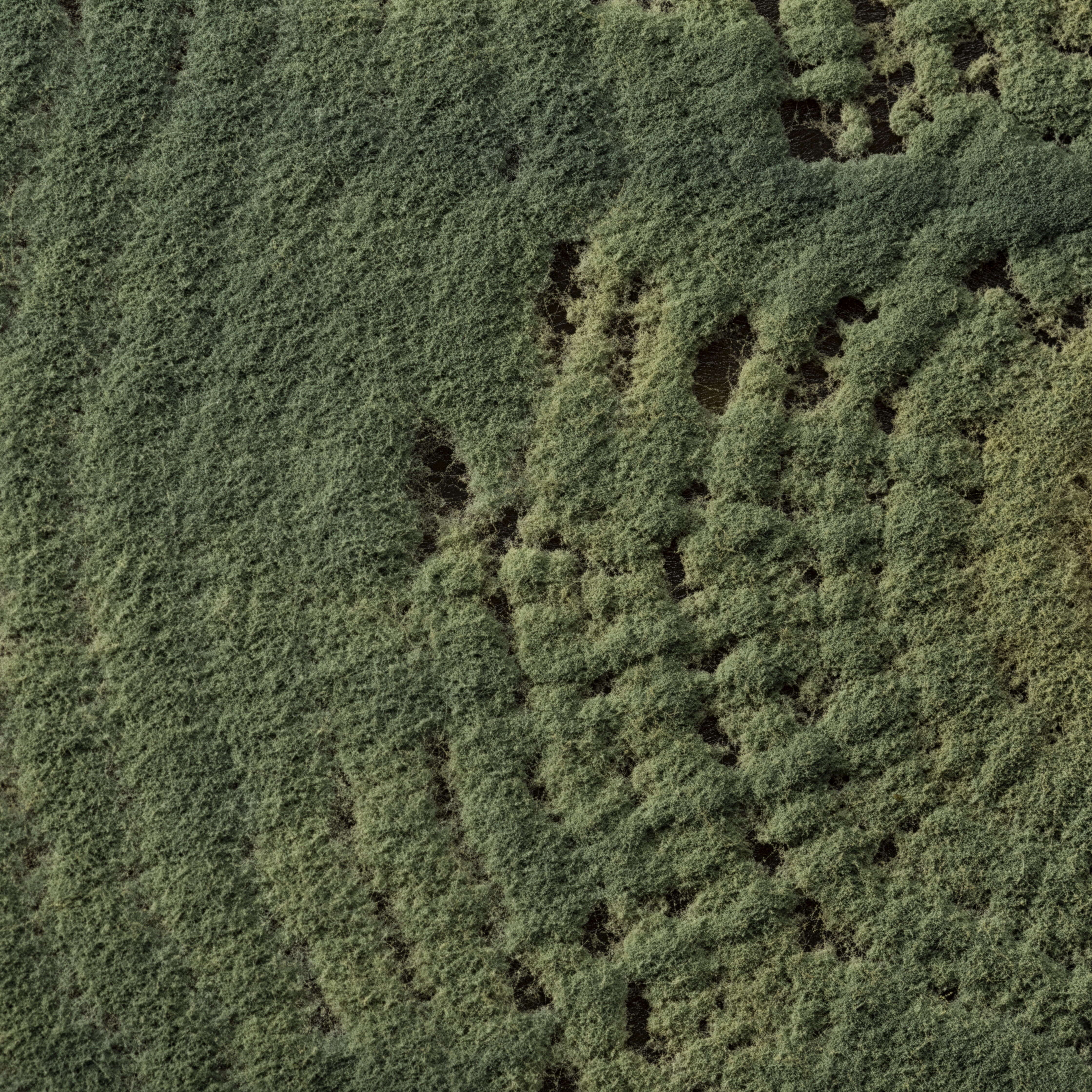 Trichoderma harzianum