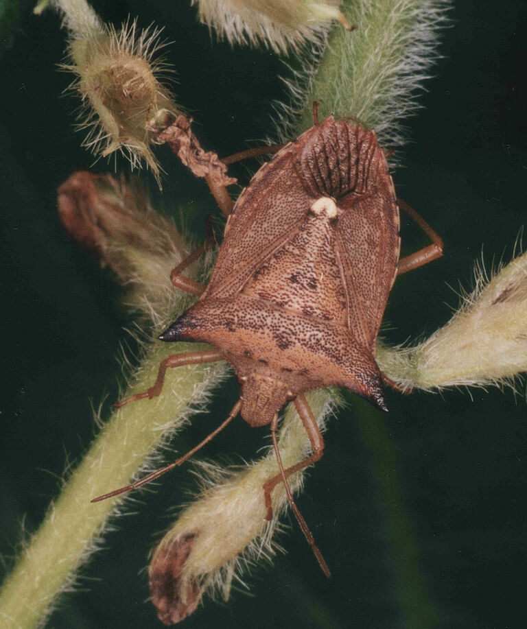 Adult form of Neotropical brown stink bug Euschistus heros
