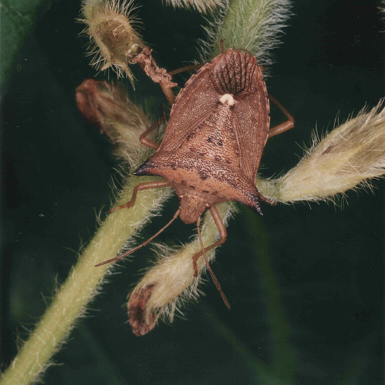 Adult form of Neotropical brown stink bug Euschistus heros
