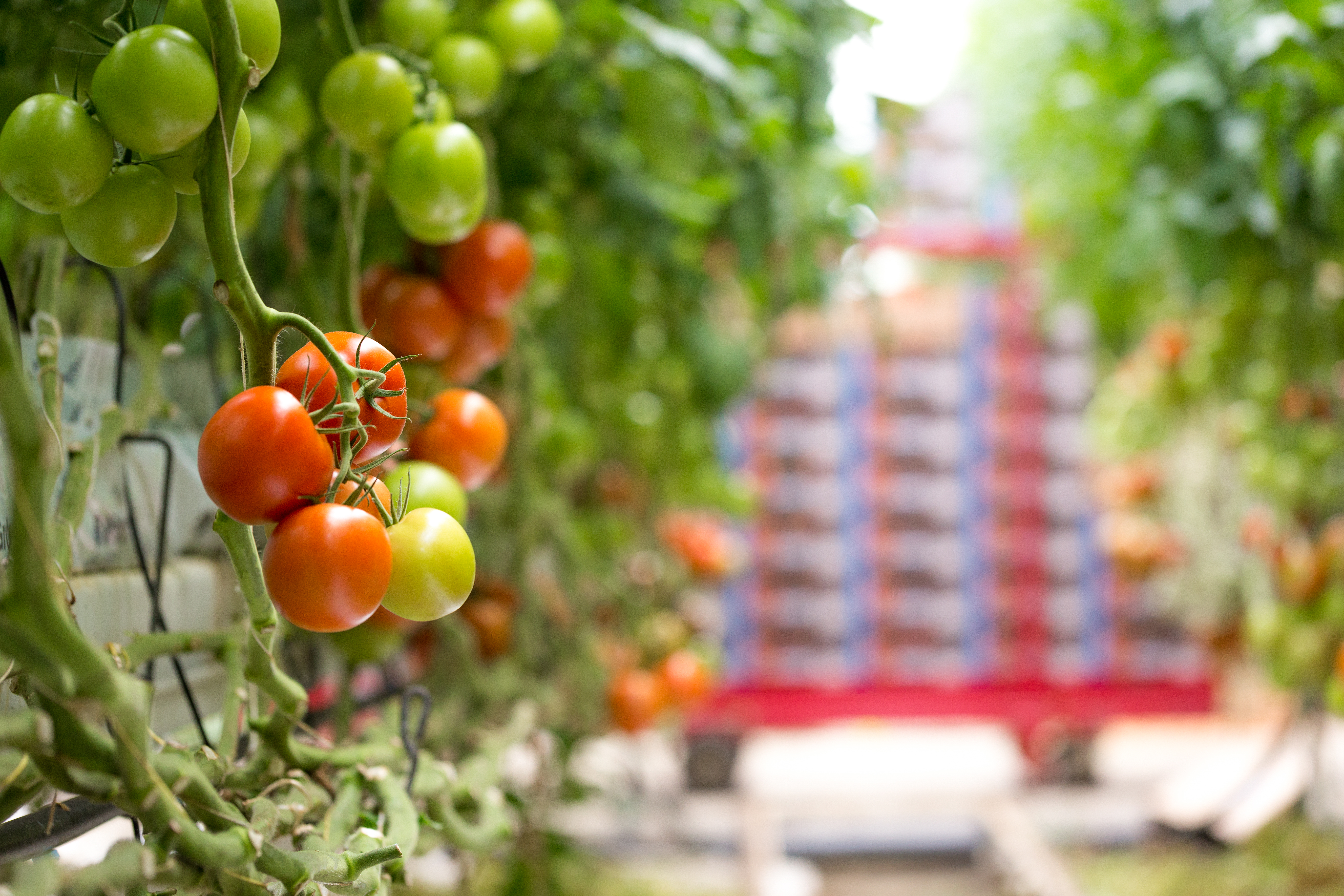 Vegetais de cultivos protegidos