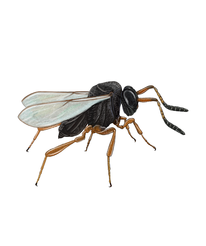 Vespas Parasitoides